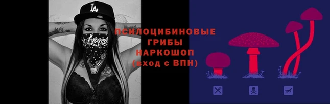 крисы Алзамай